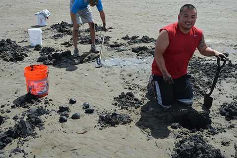 Harvesting Gaper and Softshell Clams